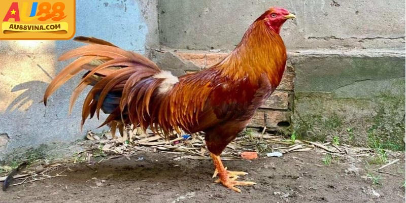 Màu mạng gà đá thể hiện đặc điểm thể lực và phong cách thi đấu của chiến kê theo ngũ hành