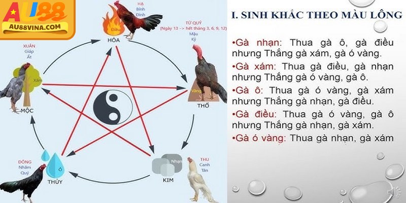 Hướng dẫn chọn gà đá theo màu mạng kết hợp thể lực và yếu tố phong thủy